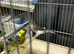 I have 6 canaries £20 each