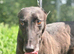 ***FERN RESCUE * 5 YR OLD GREYHOUND FOR ADOPTION***