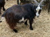 Pygmy billy goat for sale