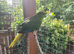 Kakariki yellow and pied