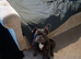 3 year old french bulldog