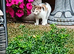 Beautiful kittens looking for new homes