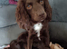 Boy looking for forever home