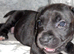 Presa Canieo Puppies