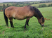 Exmoor Ponies for conservation grazing x3
