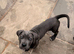 World Winner and Champion bloodline, Pedigree Cane Corso Puppies
