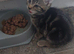 2 kittens girls left
