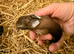 Mum 6 babies