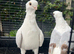 Pair ofShow German owl