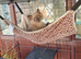 Ragdoll kittens ready now