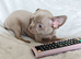 Stunningly Beautiful Chihuahua Babies