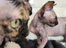 Canadian sphynx