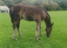 Caerbra Legacy Colt