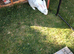 Continental giant rabbit 15 months old female