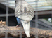 Blackwing split rainbow baby budgie