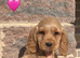 Working cocker spaniel
