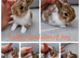 Netherland dwarf babies available for reserve
