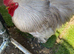 Lavender Pekin Bantam cockerel