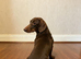 Miniature dachshund dog