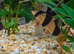 Beautiful young Healthy Clown Loach