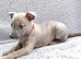 KC reg - Blue Brindle whippets