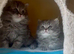Beautiful British Shorthair & Longhair Kittens