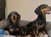 Dachshund pups