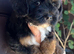 TINY TOY MALTIPOO’S Health tested parents