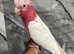 Friendly Baby Handreared Super Tame Cuddly Lutino Galah Cockatoo Parrot,15