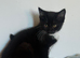 1 girl black and white tuxedo kittens left
