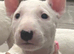 Beautiful Bullterrier pups 1 male 1 female