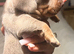 1 IsabellaminiatureDachshundpups