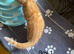 Ginger bengal mix kittens for sale