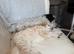 Maltipoo puppy