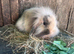 Mini Lion Lop Female Baby