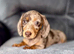 Kc registered chocolate & tan dapple girl