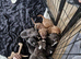 Staffordshire BullTerrier Puppies.