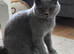 Gorgeous British Shorthair and Longhair