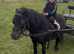For sale 35inch black Shetland mare ride and drive