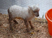 Pedigree Miniature Ouessant ram/wether lamb available at weaning