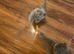 British shorthair kittens for sale