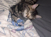 11 week old long haired male kitten