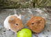 2 baby boars