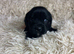 Extensively health tested Cocker Spaniel x Cavalier King Charles puppies (F1 Cockaliers)