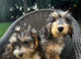 Beautiful litter of cockerpoos
