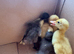 4 x ducks. Mixed breeds. Unsexed. £25 for all