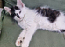 Kittens for sale, ready on the 22nd September