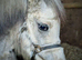 Registered A filly