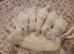 2 beautiful white well loved kittens