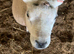 Tup/Ram for sale